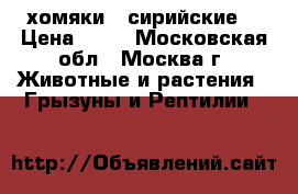 хомяки - сирийские  › Цена ­ 50 - Московская обл., Москва г. Животные и растения » Грызуны и Рептилии   